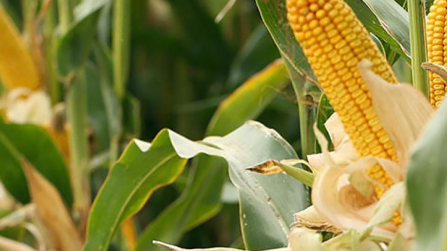 Corn plant in a field with the caption Short Corn is Smart Corn
